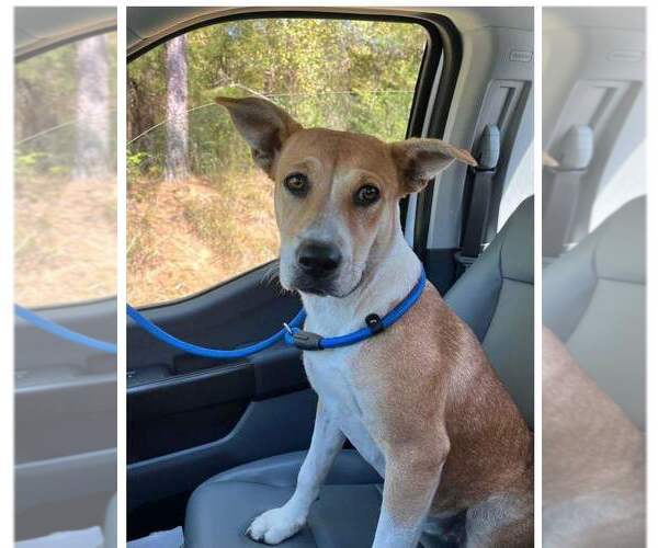 Medium Photo #1 Labrador Retriever-Unknown Mix Puppy For Sale in Greenbelt, MD, USA