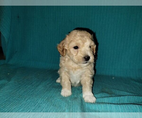 Medium Photo #2 Bichpoo Puppy For Sale in GREENWOOD, WI, USA