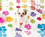 Harley - Female Cavapoo (Miniature)-Poodle (Toy) Mix Puppy for Sale - Photo #4