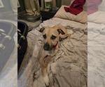 Small #5 Black Mouth Cur-Labrador Retriever Mix