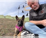 2 males 1 fena - Male German Malinois Puppy for Sale - Photo #5