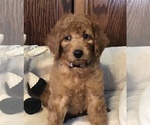 Small Photo #4 Goldendoodle Puppy For Sale in SHAWNEE, OK, USA