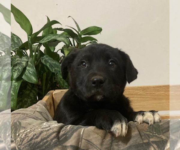 Medium Photo #4 Australian Cattle Dog-Labrador Retriever Mix Puppy For Sale in DOWNING, WI, USA