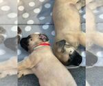 Small Photo #7 Mastiff Puppy For Sale in EAST GRIDLEY, CA, USA