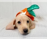 AKC Charlie - Male Dachshund Puppy for Sale - Photo #4