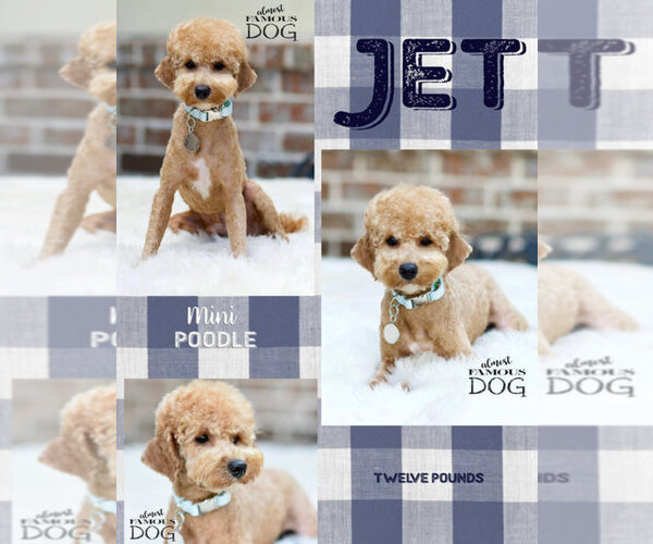 Medium Photo #1 Poodle (Miniature) Puppy For Sale in SPRING BRANCH, TX, USA