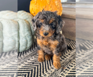 Bernedoodle (Miniature) Puppy for Sale in UNIONVILLE, Iowa USA