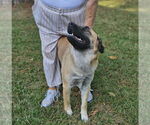Small #16 Mutt