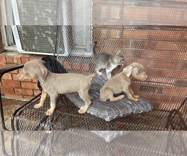 Medium Photo #3 Doberman Pinscher Puppy For Sale in GREENVILLE, MS, USA