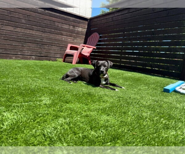 Medium Photo #10 Mutt Puppy For Sale in San Francisco, CA, USA