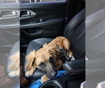 Small Photo #4 Cocker Spaniel-German Shepherd Dog Mix Puppy For Sale in Lakewood, CO, USA