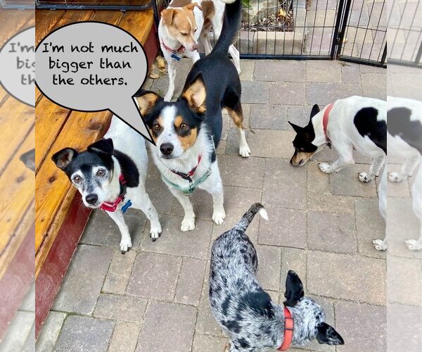 Medium Photo #10 Border Collie-Rat Terrier Mix Puppy For Sale in Atlanta, GA, USA
