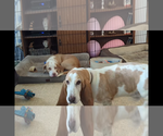Small #5 Basset Hound Mix