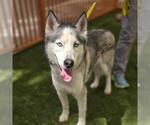 Small Siberian Husky Mix