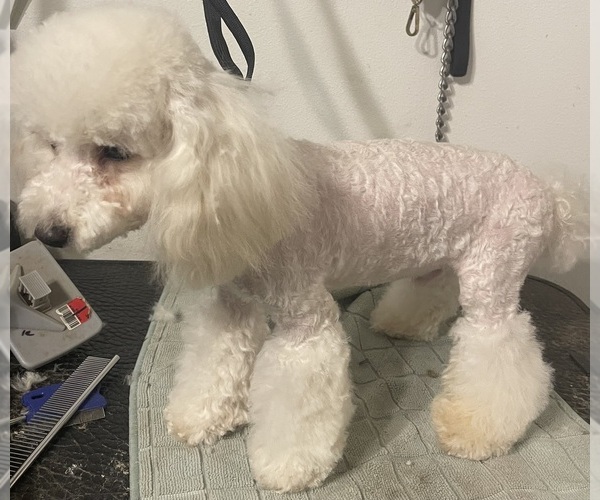 Medium Photo #1 Poodle (Toy) Puppy For Sale in MARRERO, LA, USA