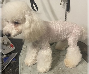 Poodle (Toy) Puppy for sale in MARRERO, LA, USA