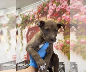 Mutt Dogs for adoption in San Bernardino, CA, USA
