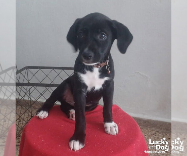 Medium Photo #1 Mutt Puppy For Sale in Washington, DC, USA