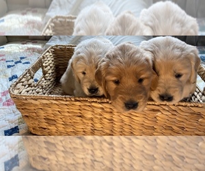 Golden Retriever Puppy for sale in QUINCY, MA, USA