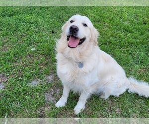 Father of the English Cream Golden Retriever puppies born on 05/14/2025