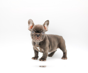 French Bulldog Puppy for sale in BRANDON, FL, USA