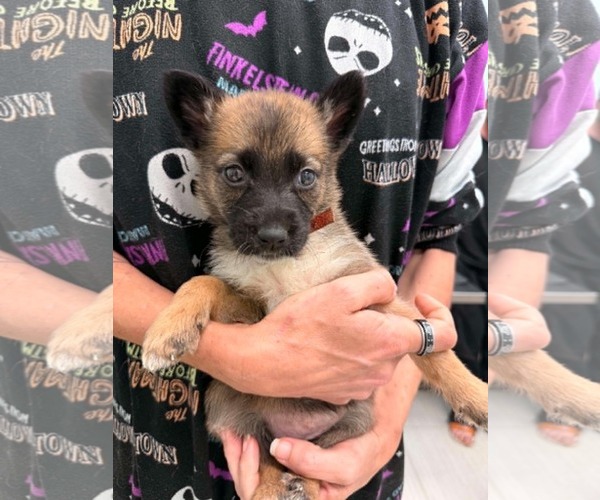Medium Photo #1 Mutt Puppy For Sale in Holly Springs, NC, USA