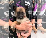 Small Mutt