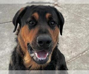 Rottweiler Dogs for adoption in Martinez, CA, USA
