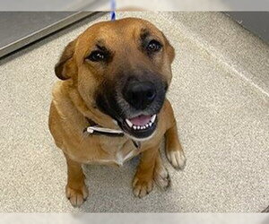 German Shepherd Dog-Unknown Mix Dogs for adoption in Tallahassee, FL, USA