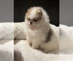 Small #1 Pomeranian
