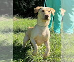 Small #1 Labrador Retriever Mix