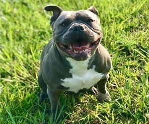 Mother of the American Bully puppies born on 09/27/2021