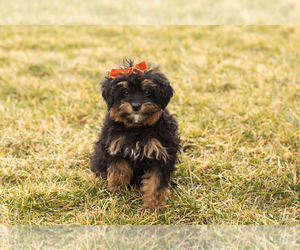 Bernedoodle (Miniature) Puppy for sale in SHIPSHEWANA, IN, USA