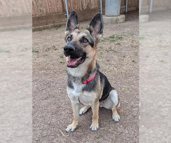 Medium Photo #1 German Shepherd Dog-Unknown Mix Puppy For Sale in Plano, TX, USA