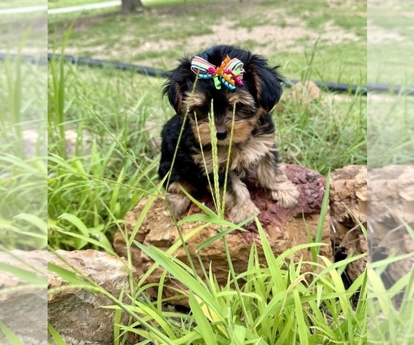 Medium Photo #5 Morkie Puppy For Sale in CASSVILLE, MO, USA
