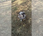 Small #2 Olde English Bulldogge