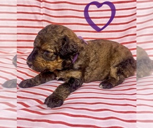 Bernedoodle Puppy for sale in CULLMAN, AL, USA