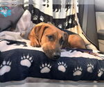 Small #2 Mutt