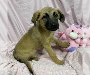 Mutt Dogs for adoption in Modesto, CA, USA