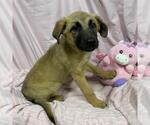 Small Mutt