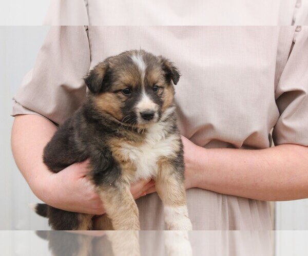 Medium Photo #1 Shollie Puppy For Sale in PENNVILLE, IN, USA