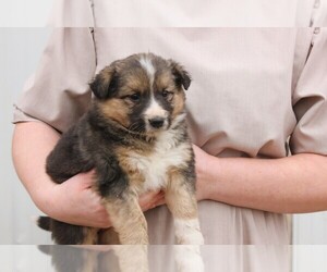 Shollie Puppy for sale in PENNVILLE, IN, USA