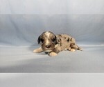 Small #7 Bernedoodle (Miniature)