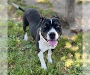 Medium American Pit Bull Terrier