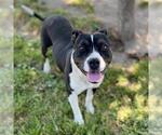 Small American Pit Bull Terrier