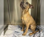 Small #1 Boxer Mix
