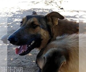 Cilantro - ** - Male German Shepherd Dog-Unknown Mix Dog for Adoption - Photo #3