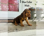 Puppy Blue collar 2 Bloodhound