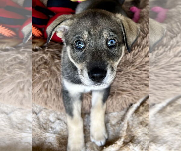 Medium Photo #15 Siberian Husky-Unknown Mix Puppy For Sale in Dana Point, CA, USA