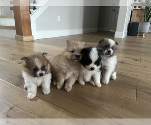 Pomeranian Puppy for Sale in VANCOUVER, Washington USA